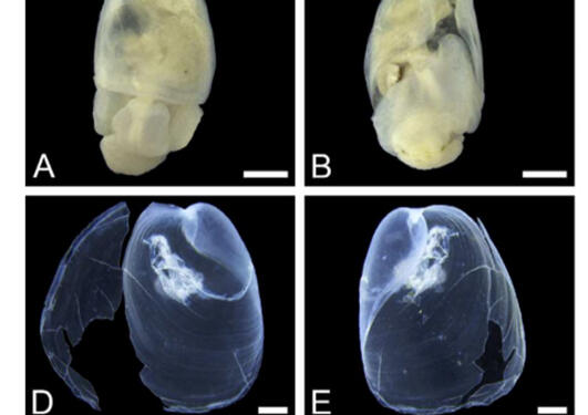 West African New Species of Gastropods